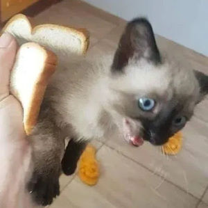 Meet your Posher, Emmett jackson